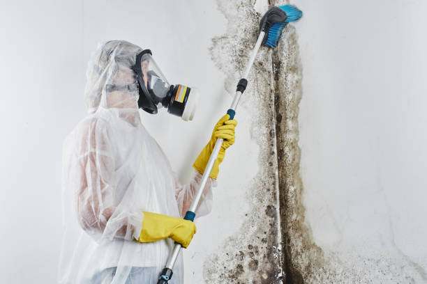 Mold Testing and Removal in Mccalla, AL