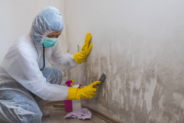 Best Mold Damage Repair  in Mccla, AL