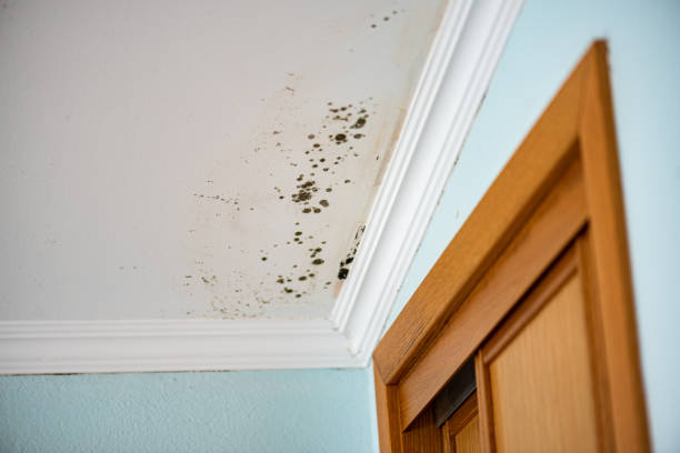 Best Commercial Mold Removal  in Mccla, AL