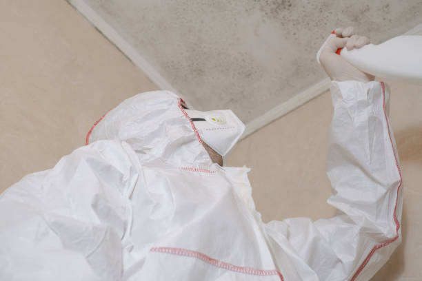 Certified Mold Removal in Mccalla, AL