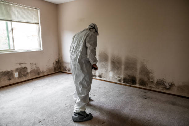 Best Certified Mold Removal  in Mccla, AL
