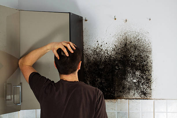 Best Office Mold Removal Services  in Mccla, AL