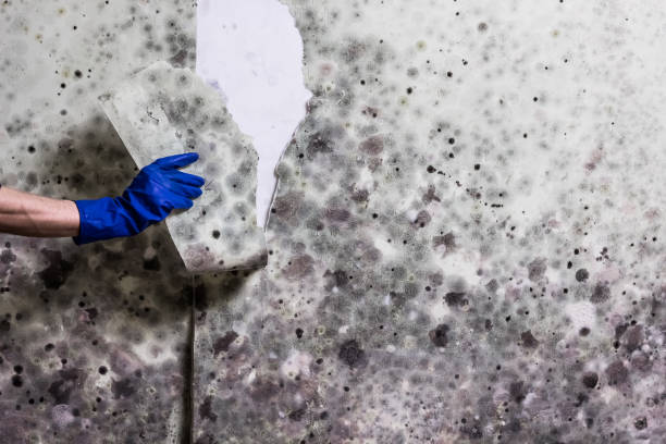 Best Mold Cleaning Services  in Mccla, AL