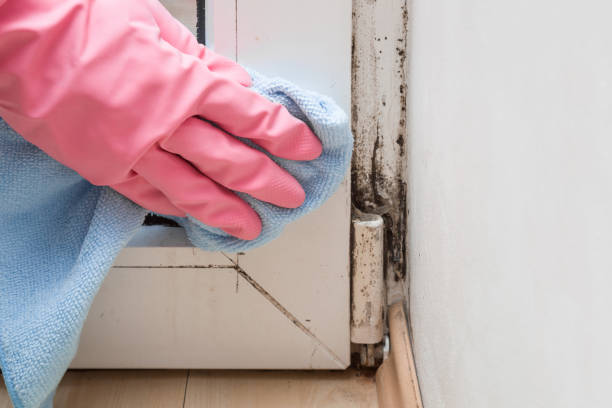 Best Emergency Mold Removal  in Mccla, AL